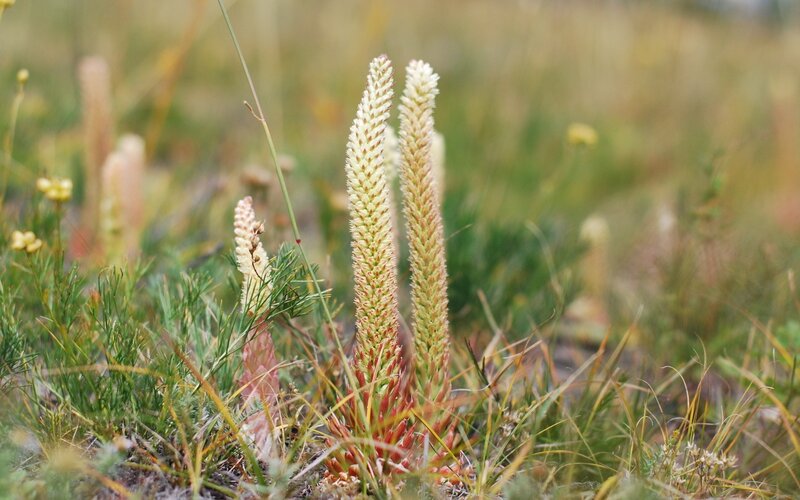 Tall White Flower Spikes — Natural
