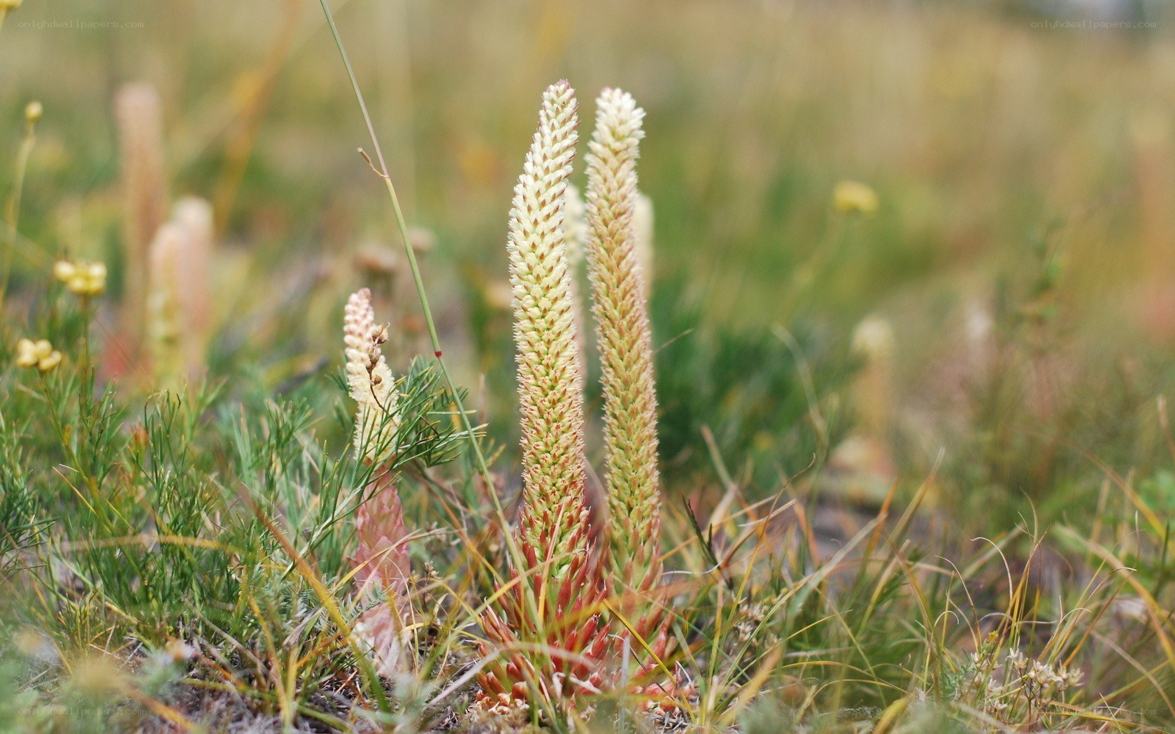 tall white flower spikes
