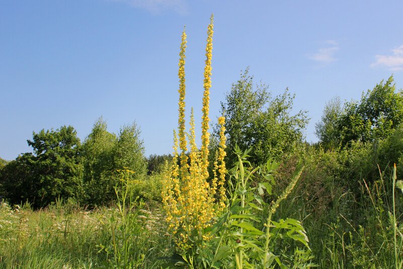 Tall Yellow Flower Stalks