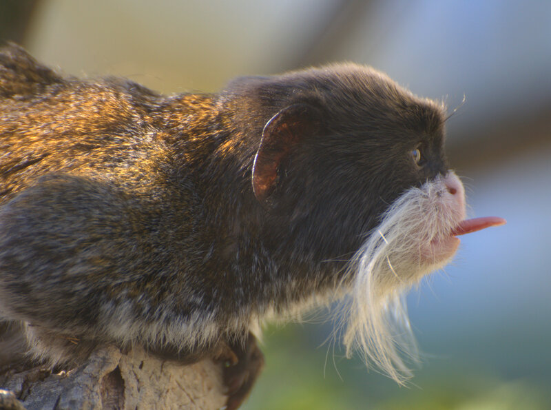 Tamarin Monkey with Long Whiskers