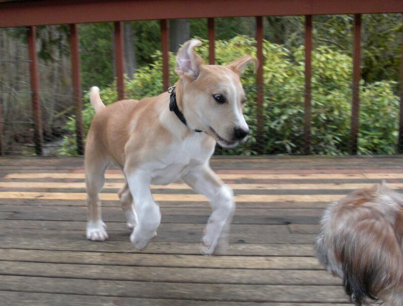 Tan and White Puppy