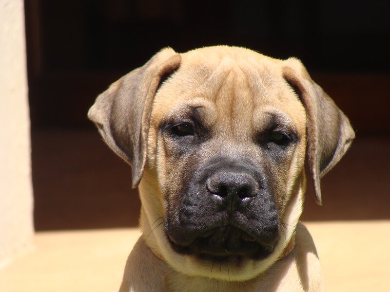 Tan Puppy with Black Muzzle
