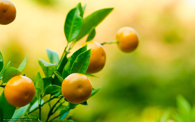 Tangerines on a Branch