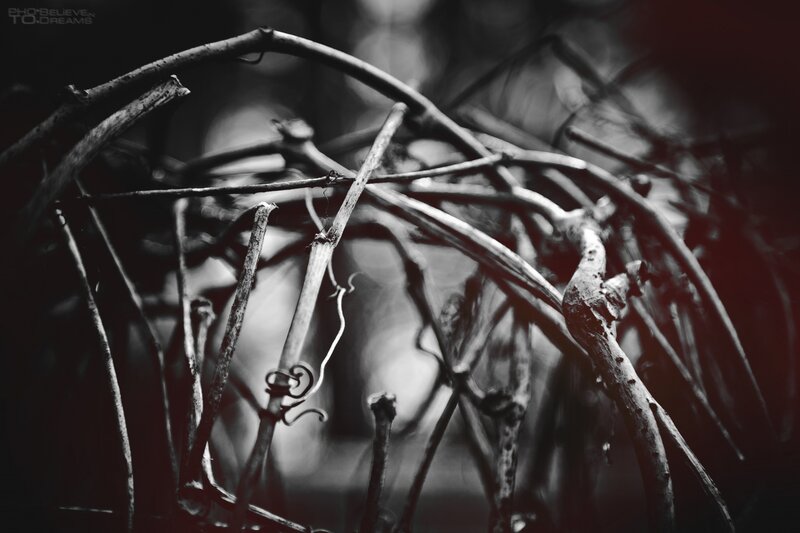 tangled branches in black and white