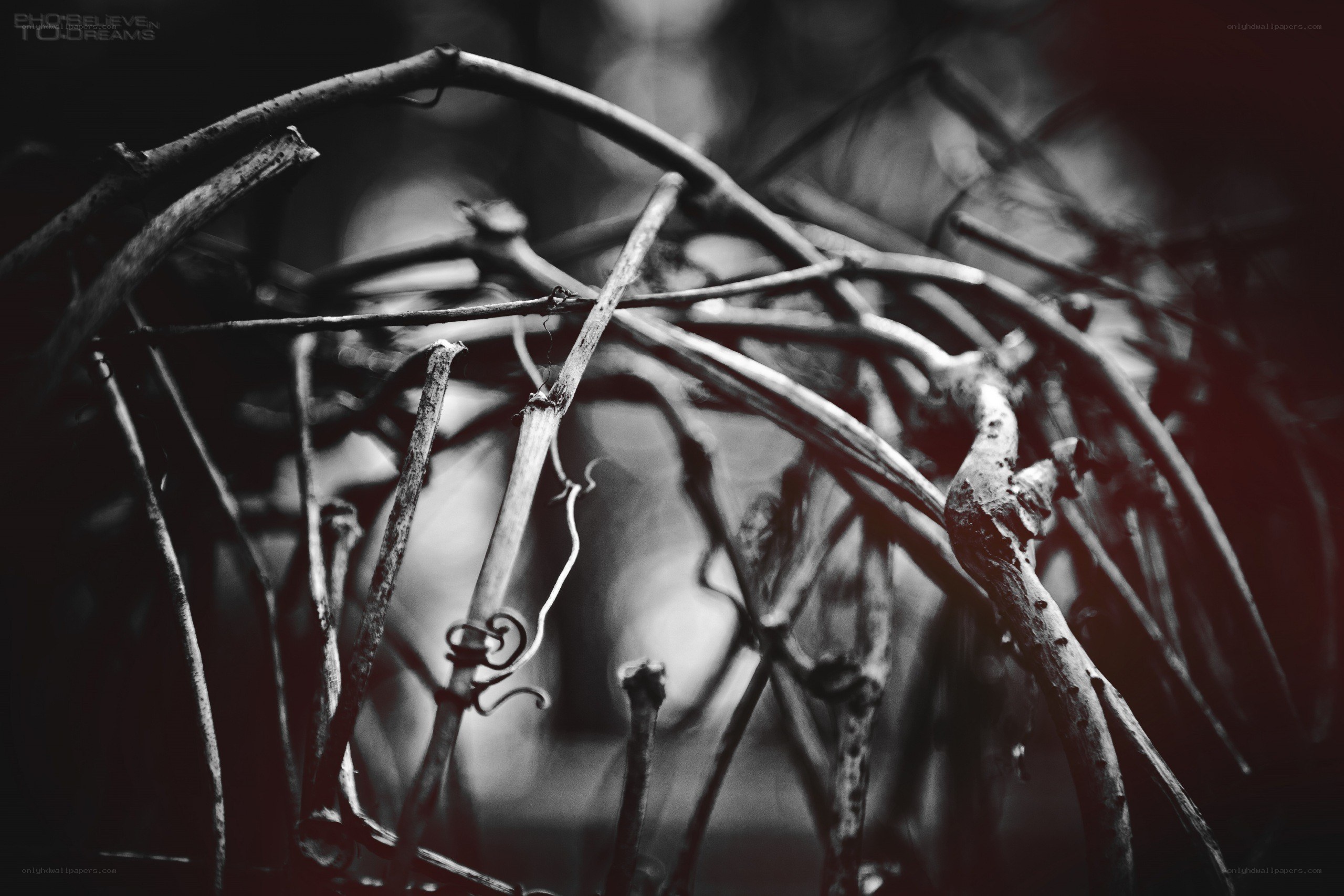 tangled branches in black and white