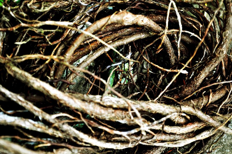 tangled roots and vines