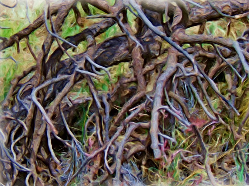 Tangled Tree Roots