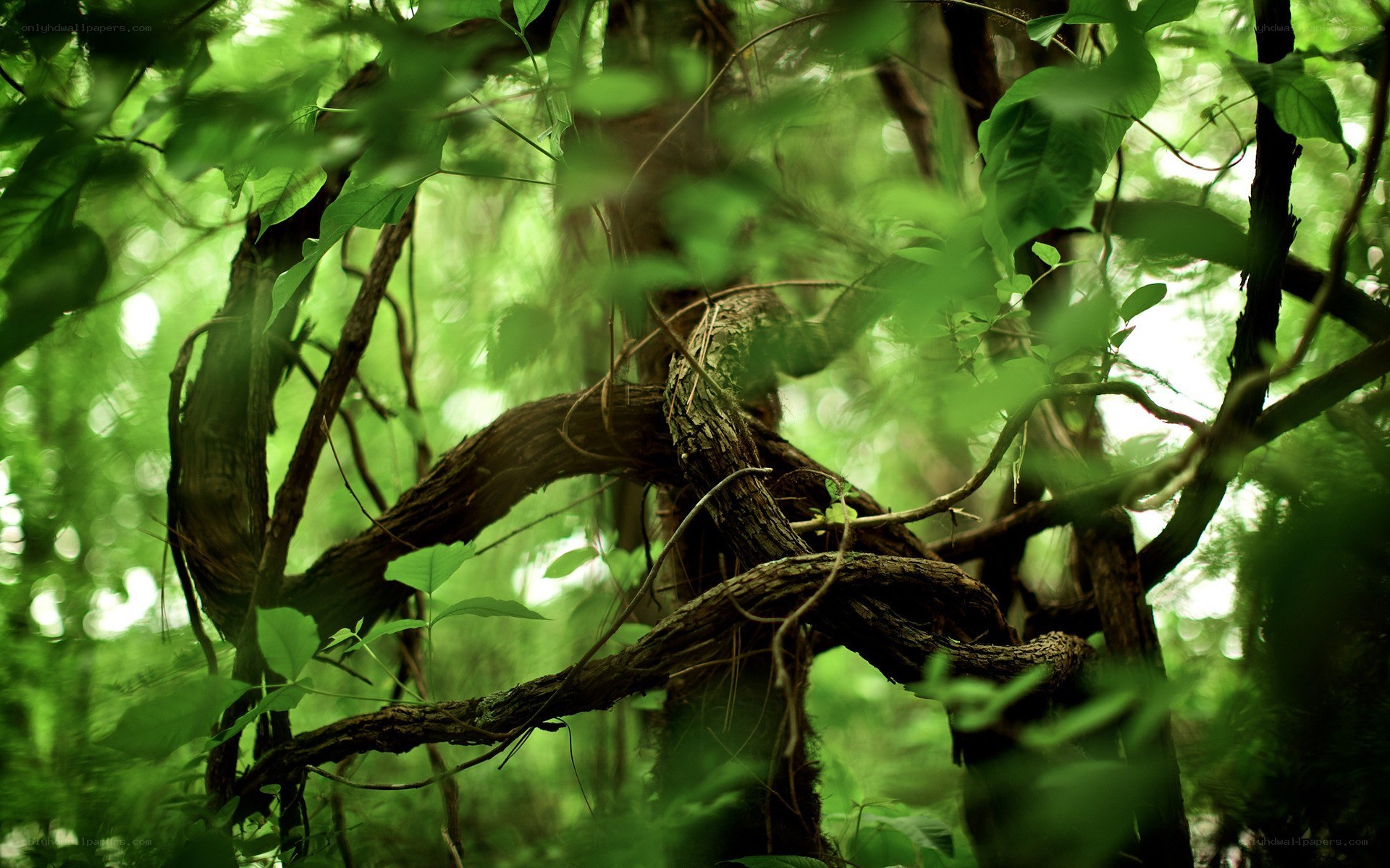 tangled vines in a forest