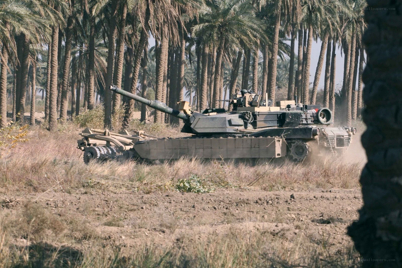 Tank in palm grove