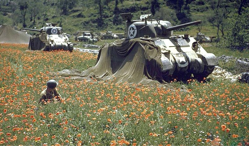 Tanks in a poppy field
