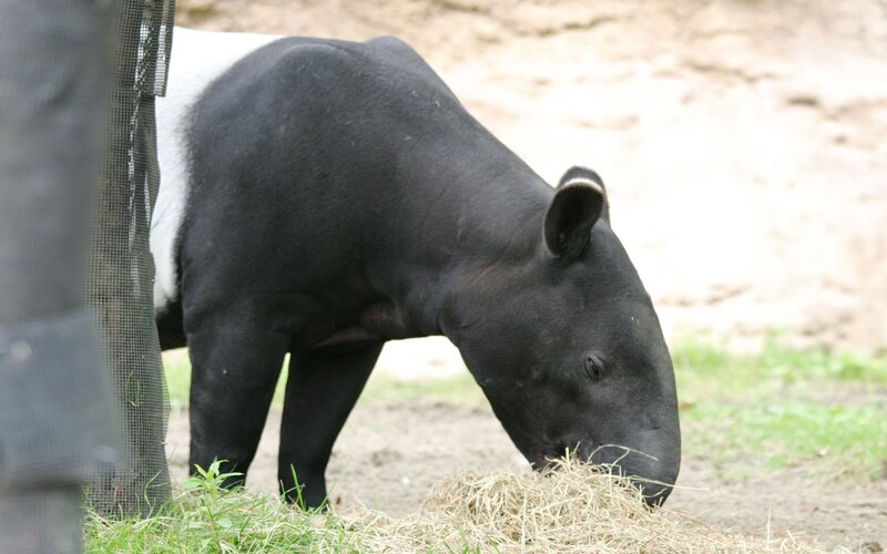 Tapir eating hay