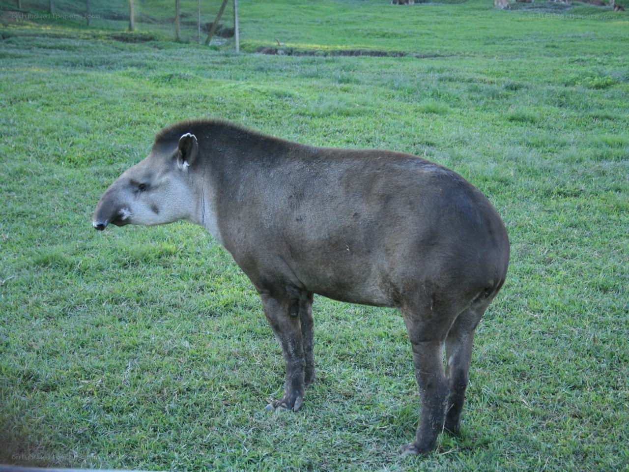 Tapir in a grassy field