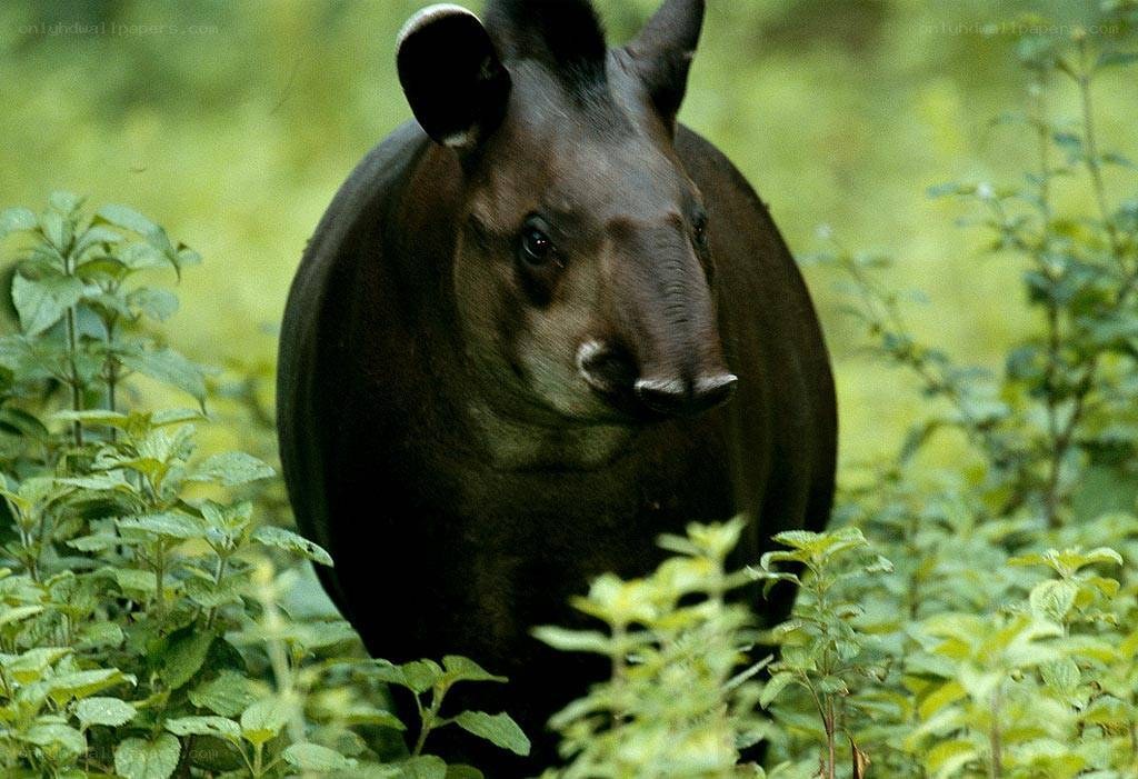 Tapir in the forest