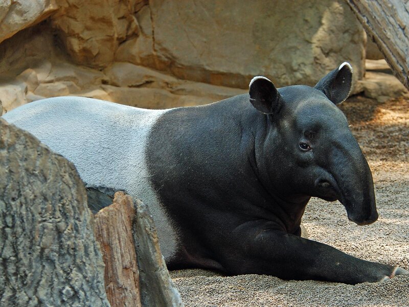Tapir Lying Down
