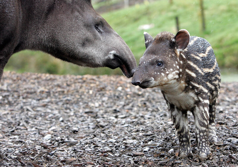 Tapir mother and calf interaction