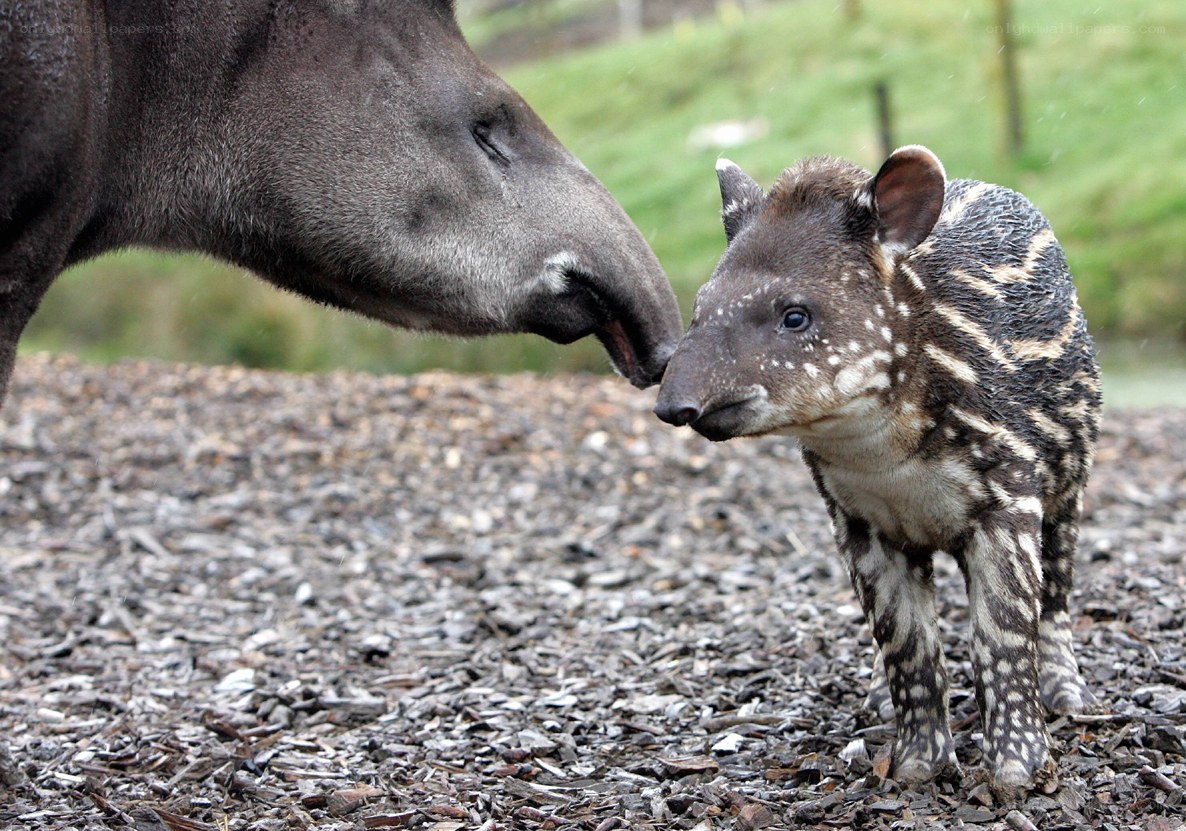 Tapir mother and calf interaction