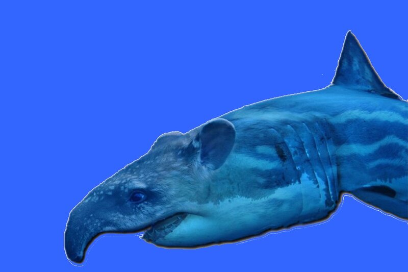 Tapir Shark Hybrid