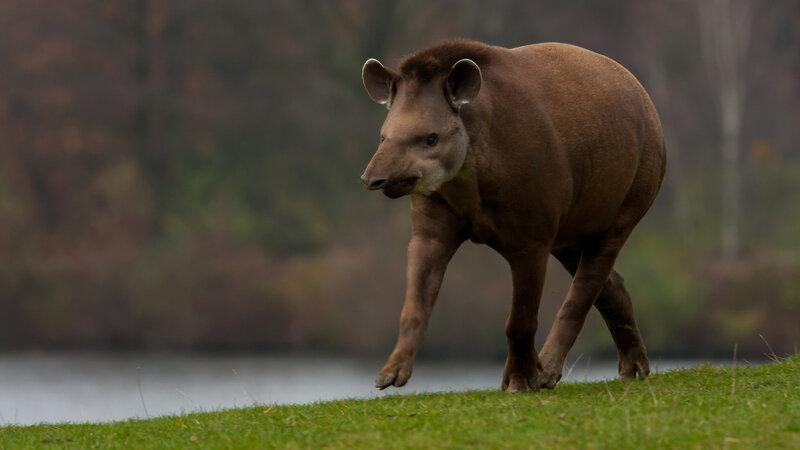 Tapir Walking on Grass
