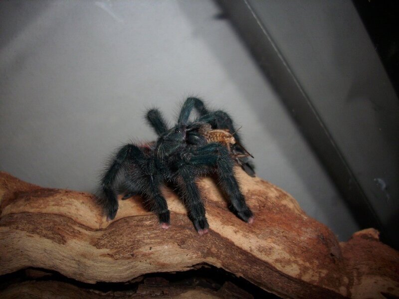 tarantula eating prey