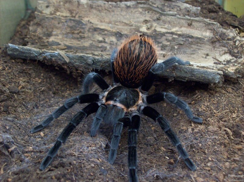 tarantula in a terrarium