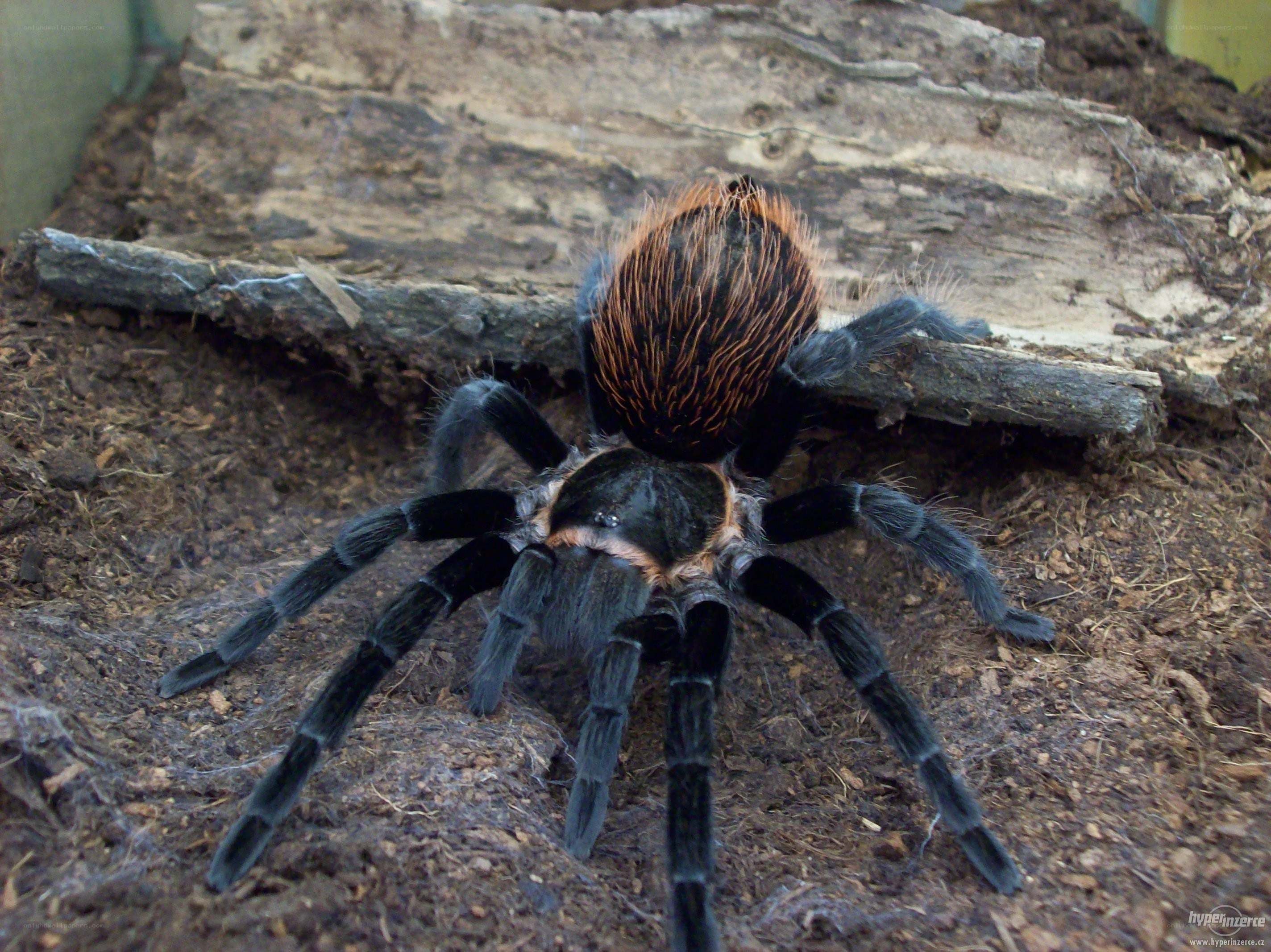 tarantula in a terrarium