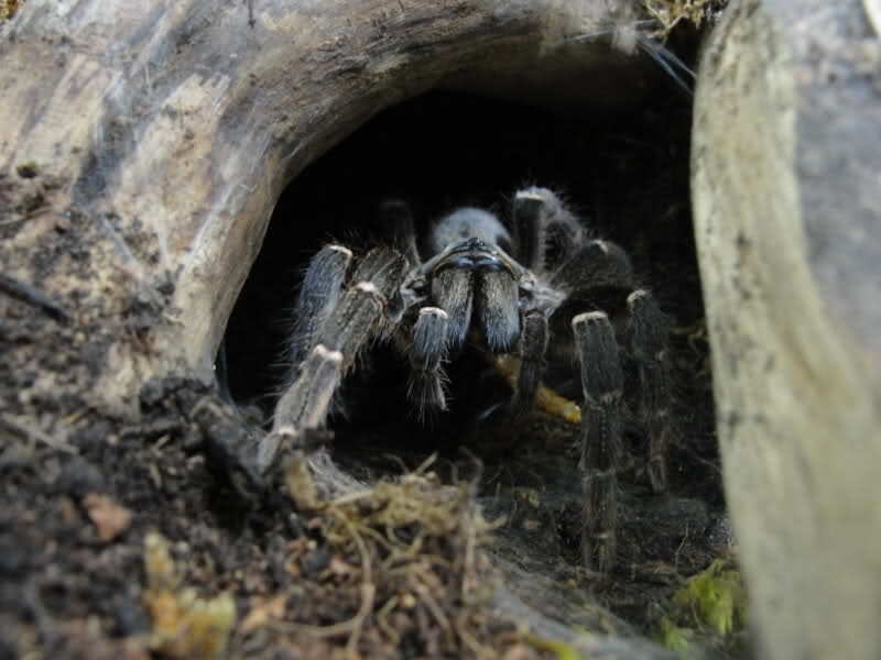 Tarantula in Burrow