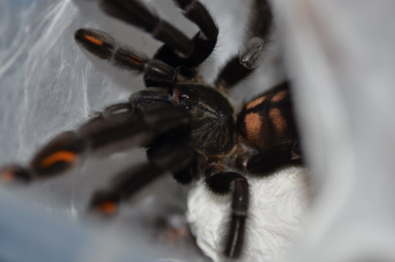 tarantula in enclosure