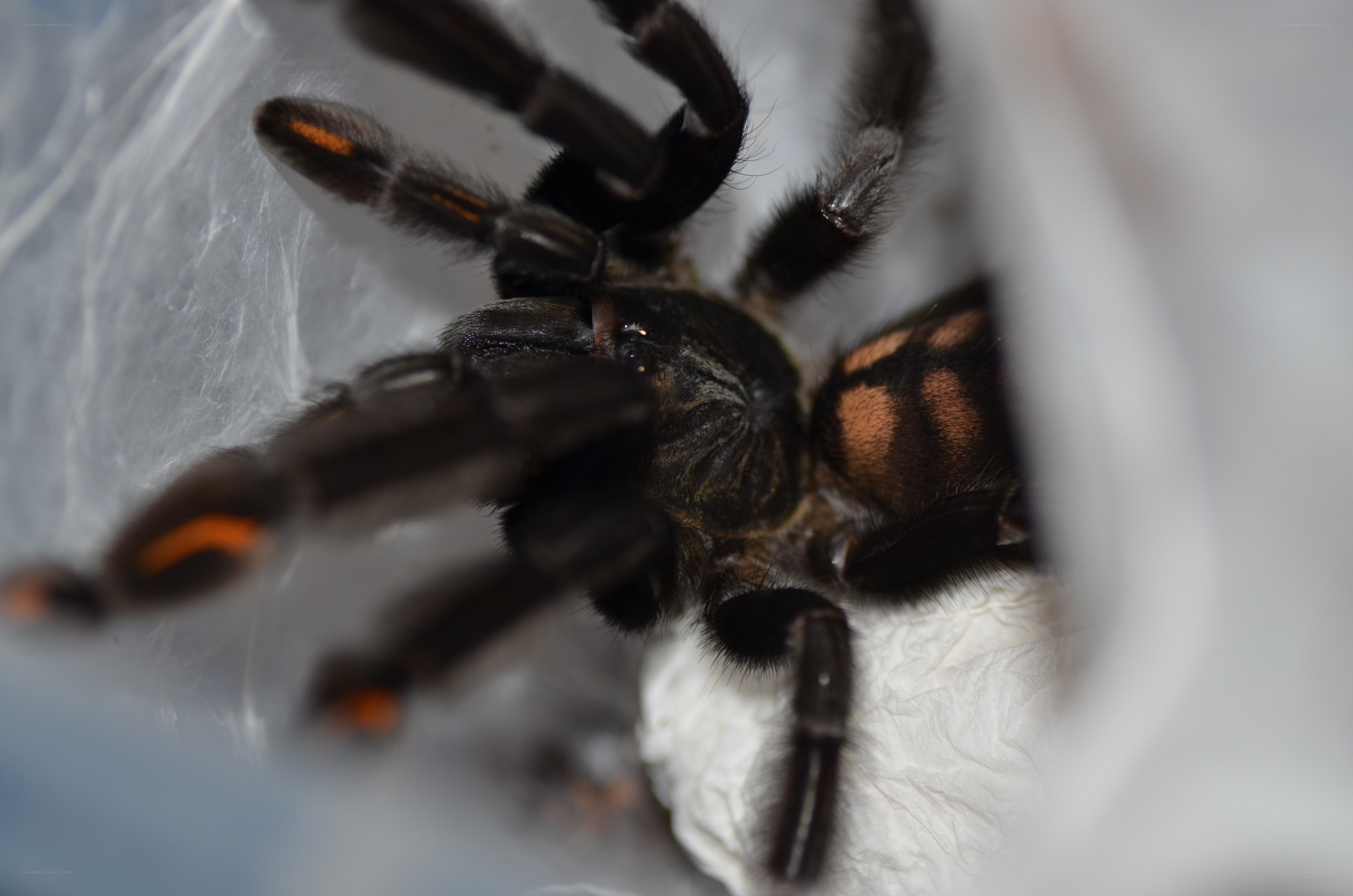 tarantula in enclosure