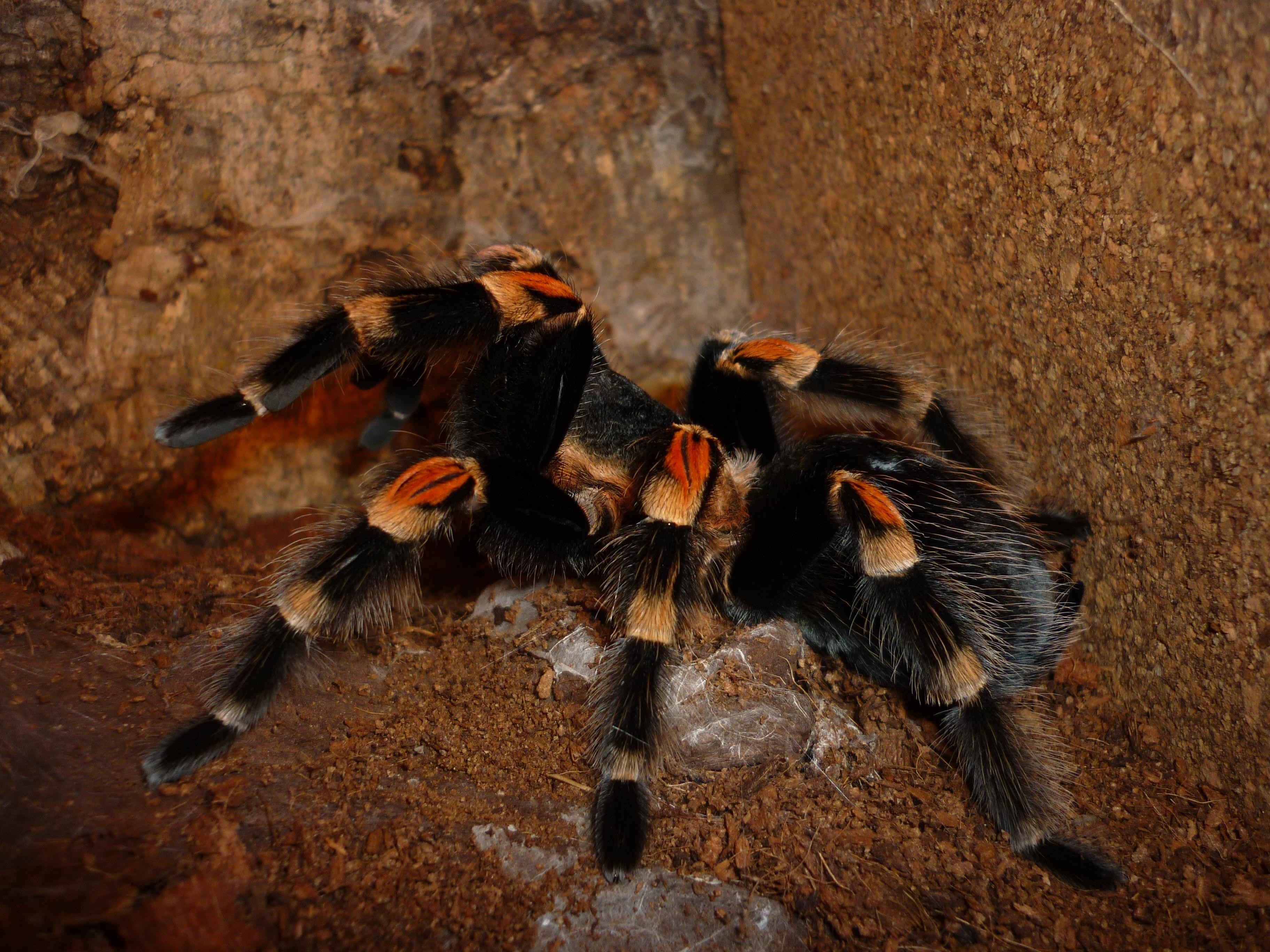 tarantula in enclosure