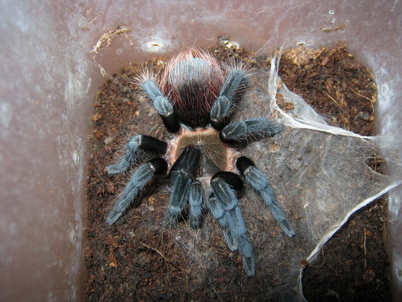 Tarantula in Enclosure — Brown, Neutral
