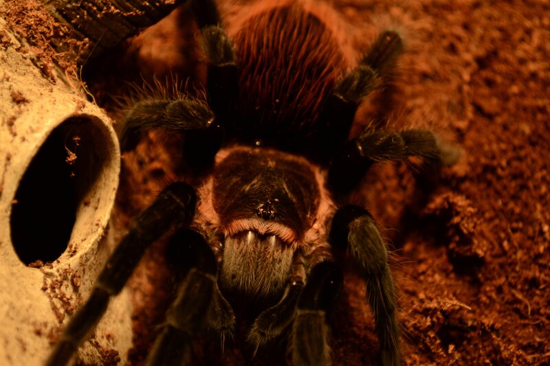 Tarantula in Enclosure — Brown