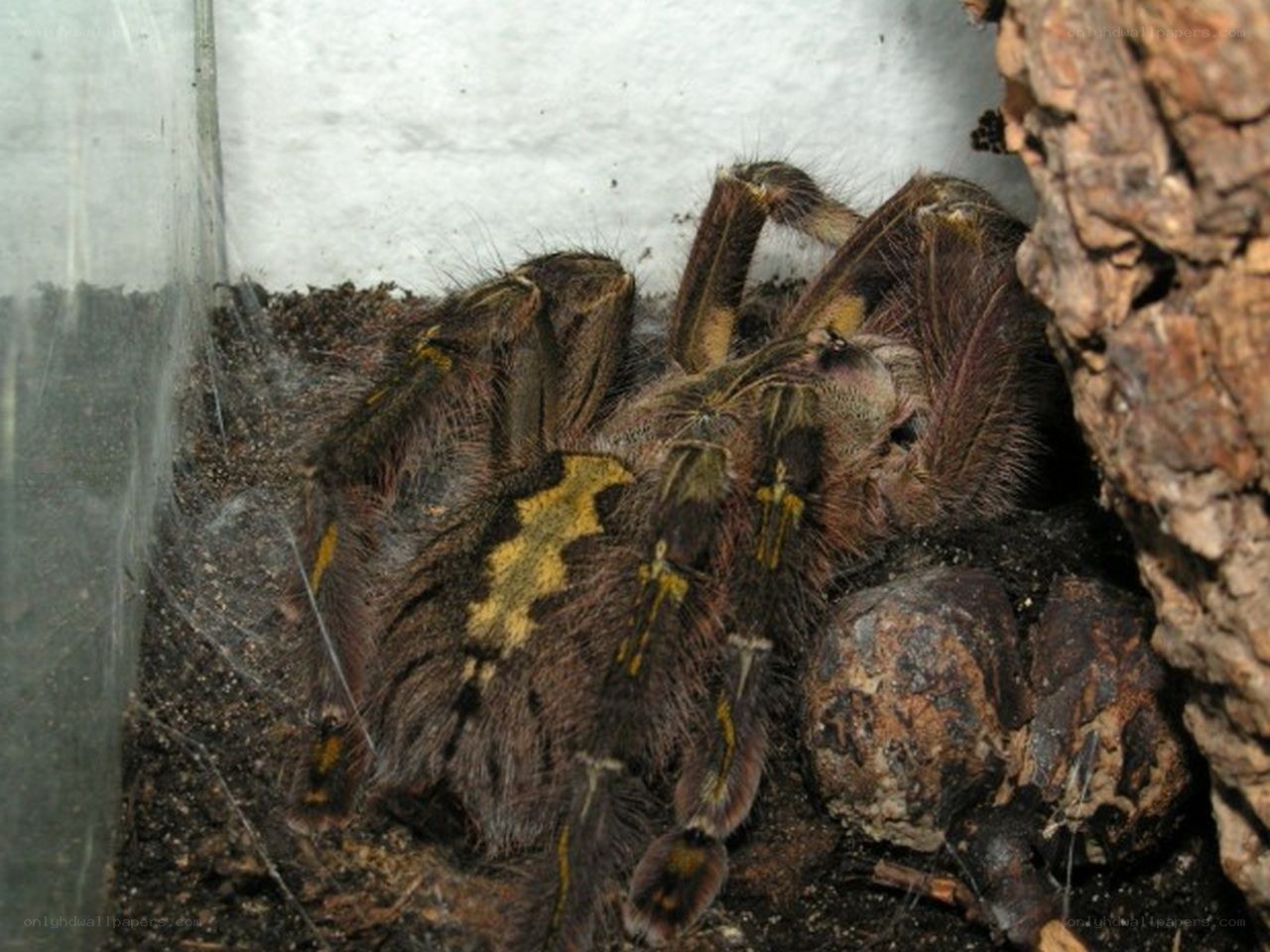 tarantula in enclosure