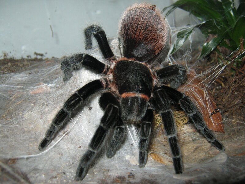 tarantula in its enclosure
