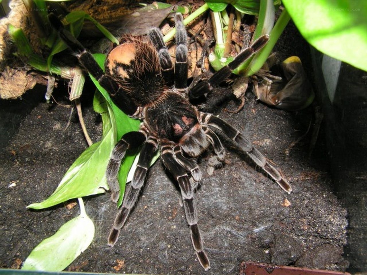 tarantula in leafy habitat