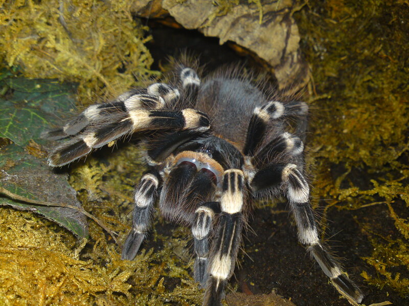 Tarantula in Moss