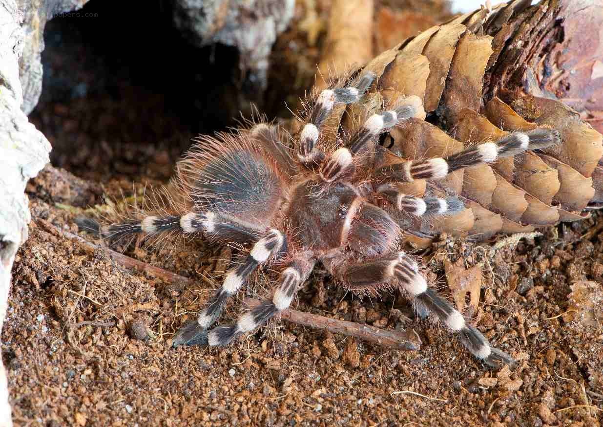 tarantula in natural habitat
