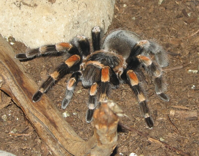 tarantula in natural habitat