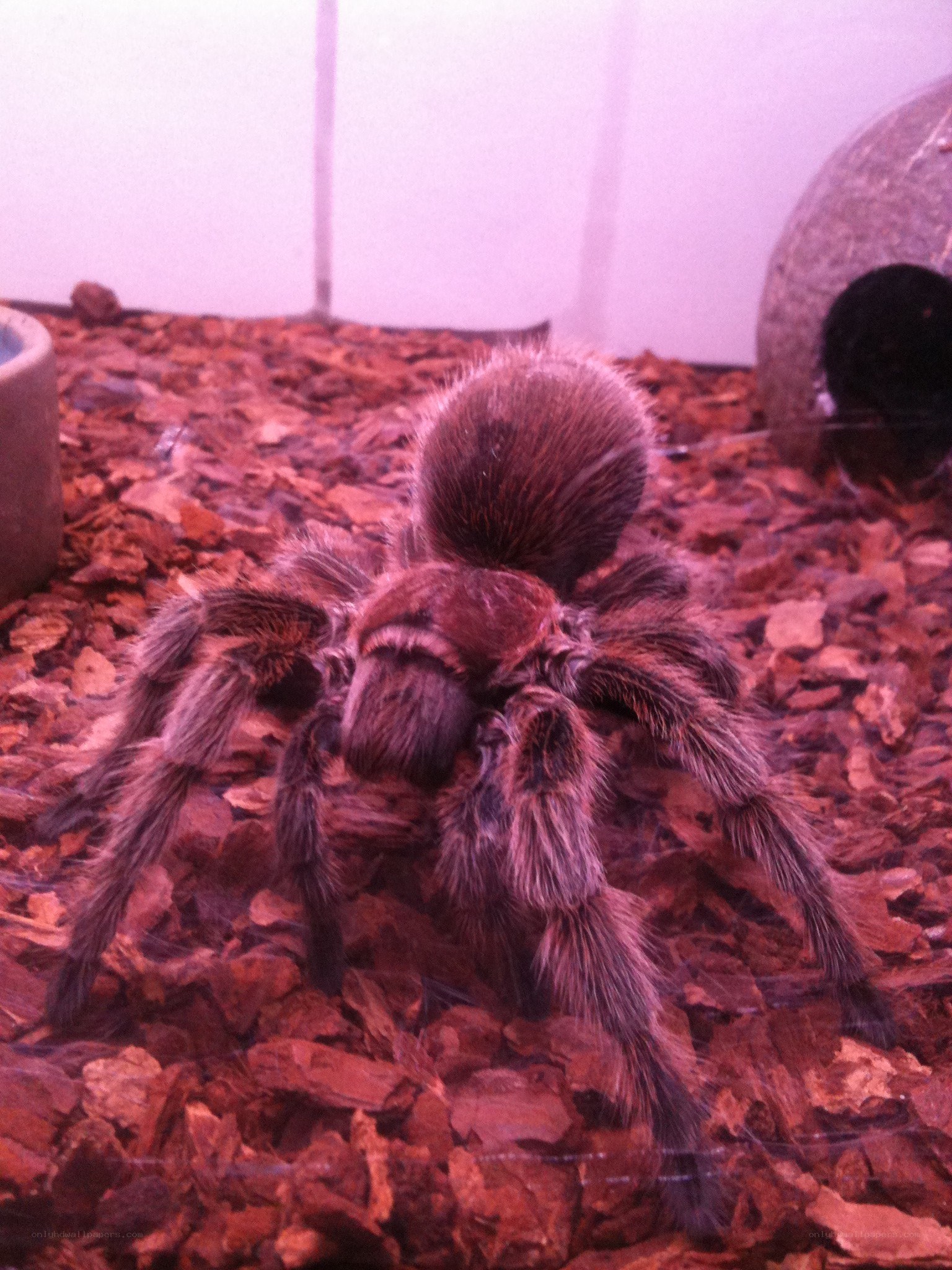 tarantula in terrarium
