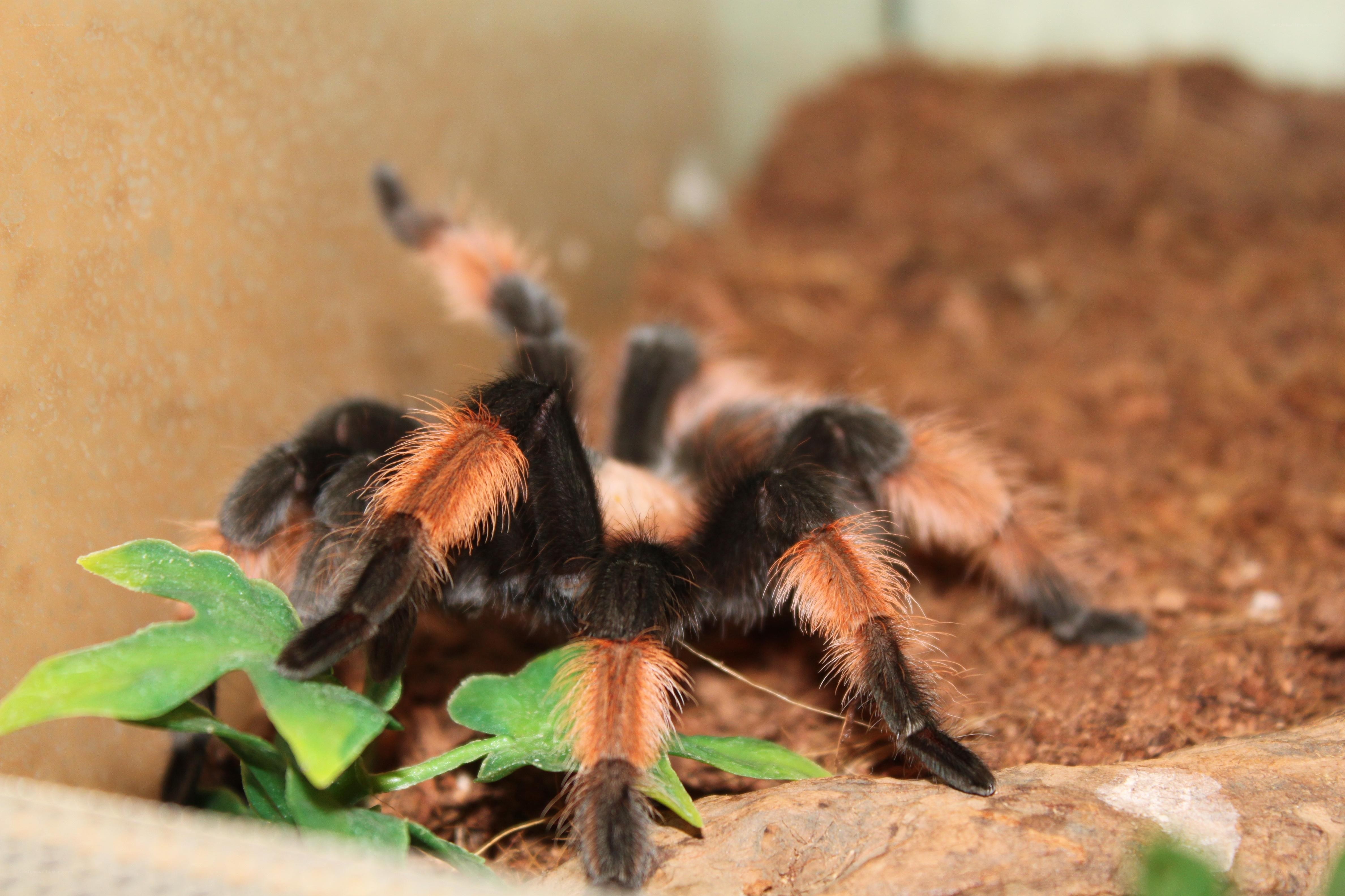 tarantula in terrarium