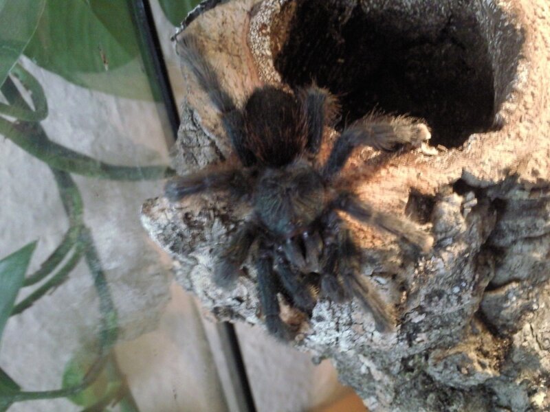 tarantula in terrarium
