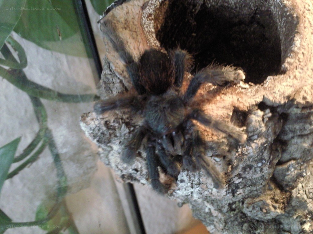 tarantula in terrarium