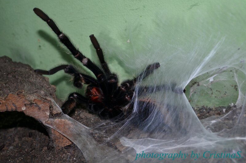 Tarantula in Web — Black