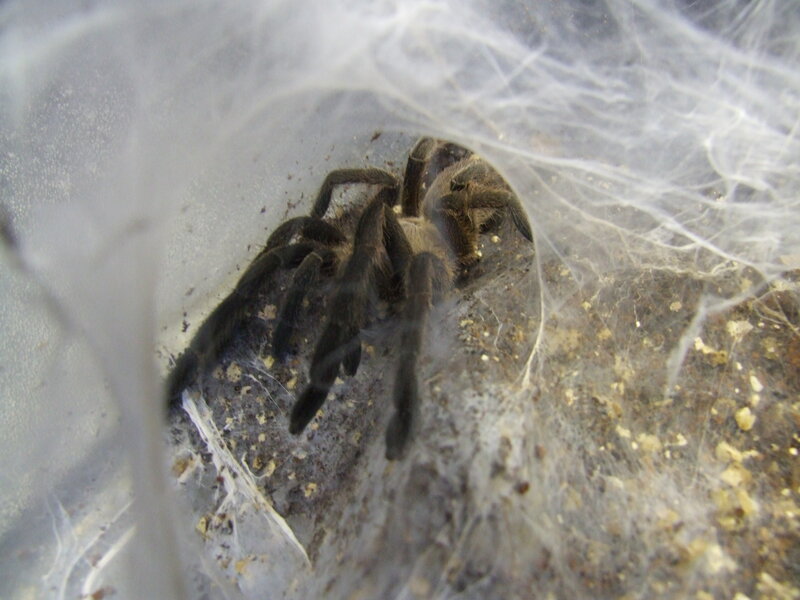 tarantula in web