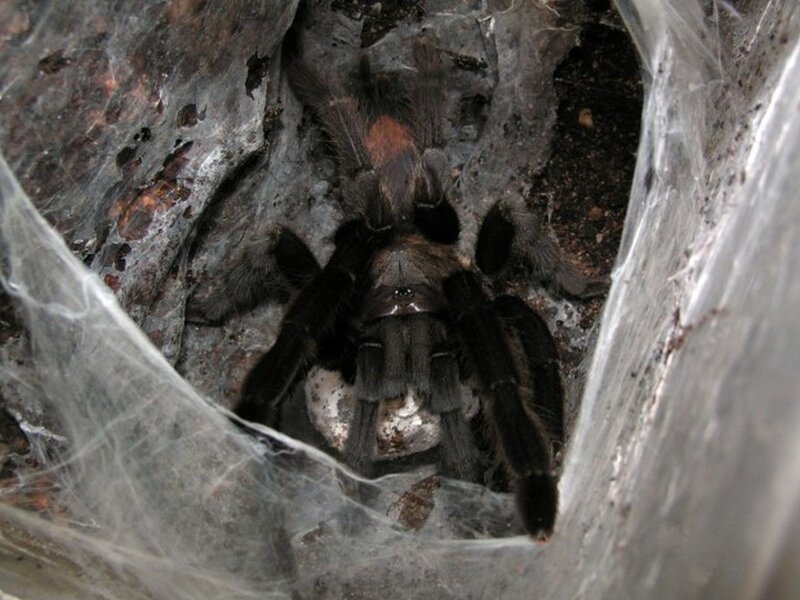 tarantula in webbed enclosure