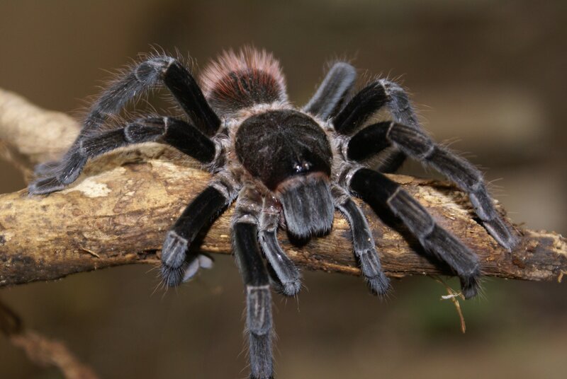 tarantula on a branch