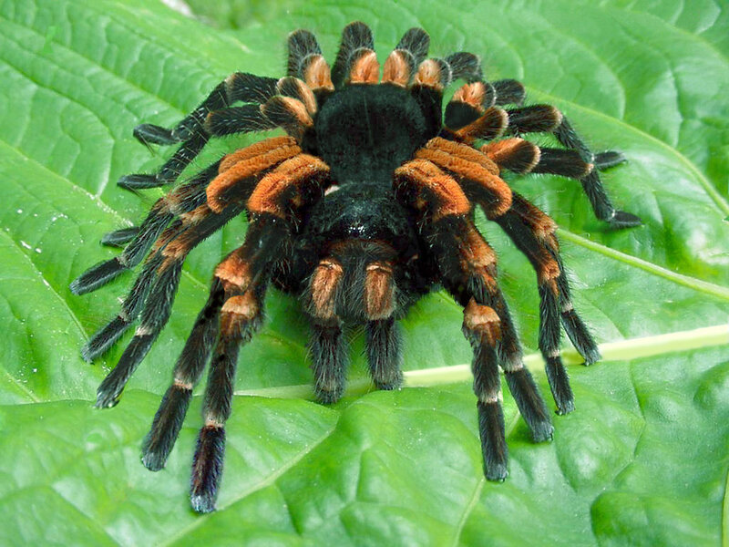 tarantula on a green leaf