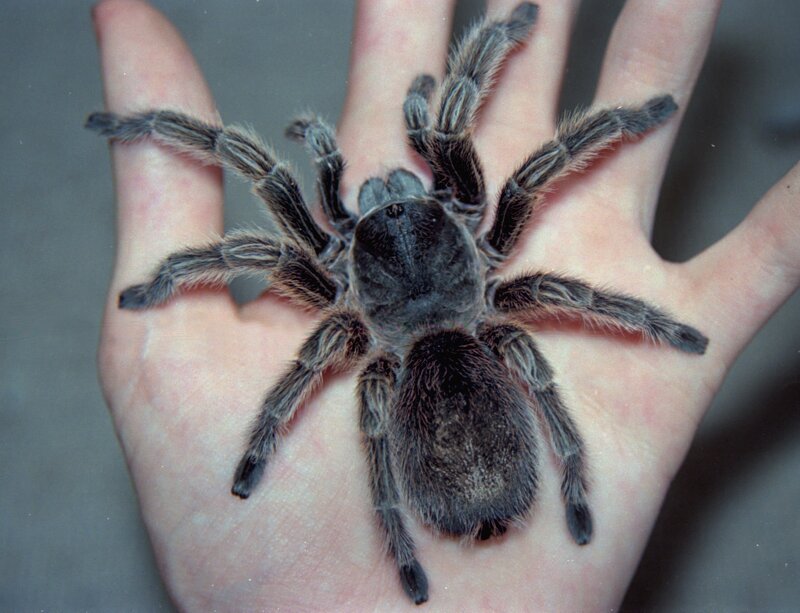 tarantula on a hand