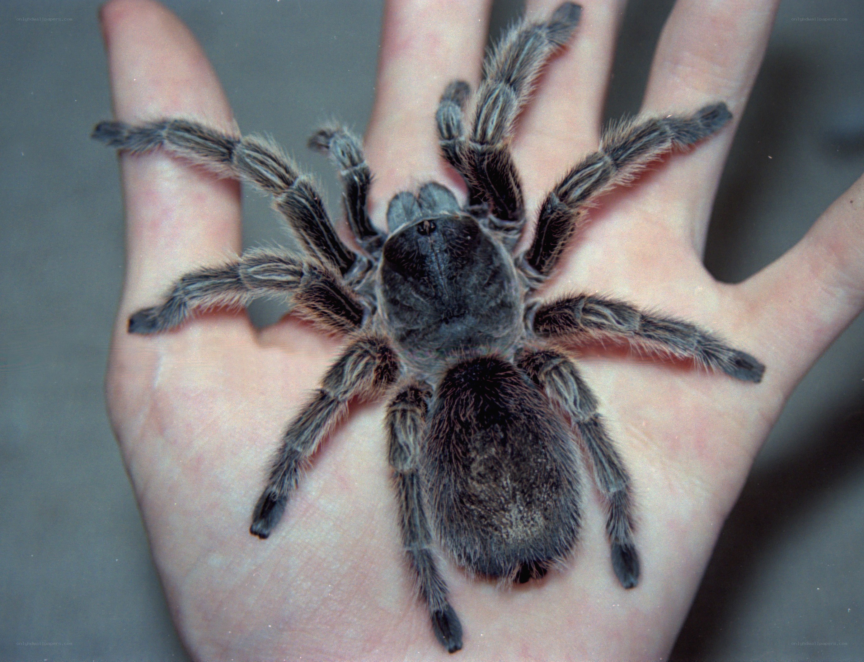 tarantula on a hand