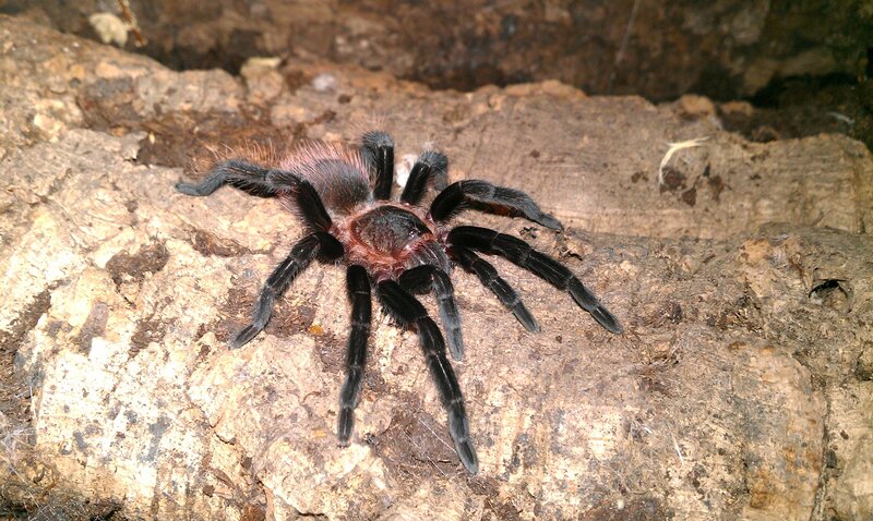 tarantula on a log