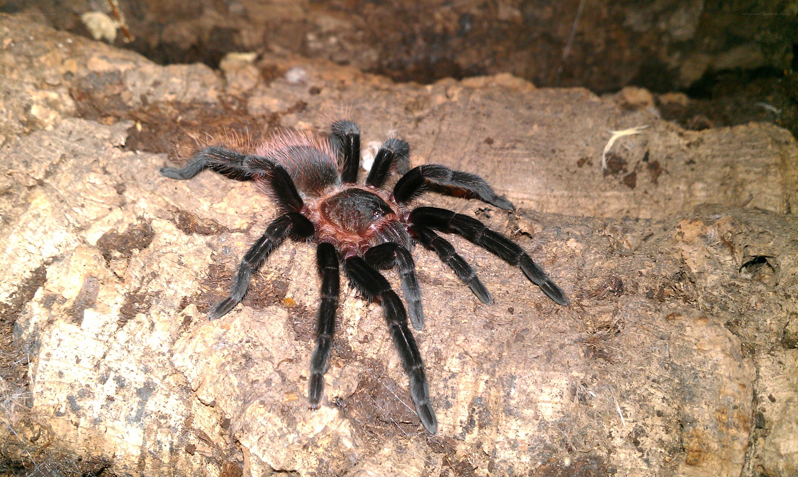 tarantula on a log